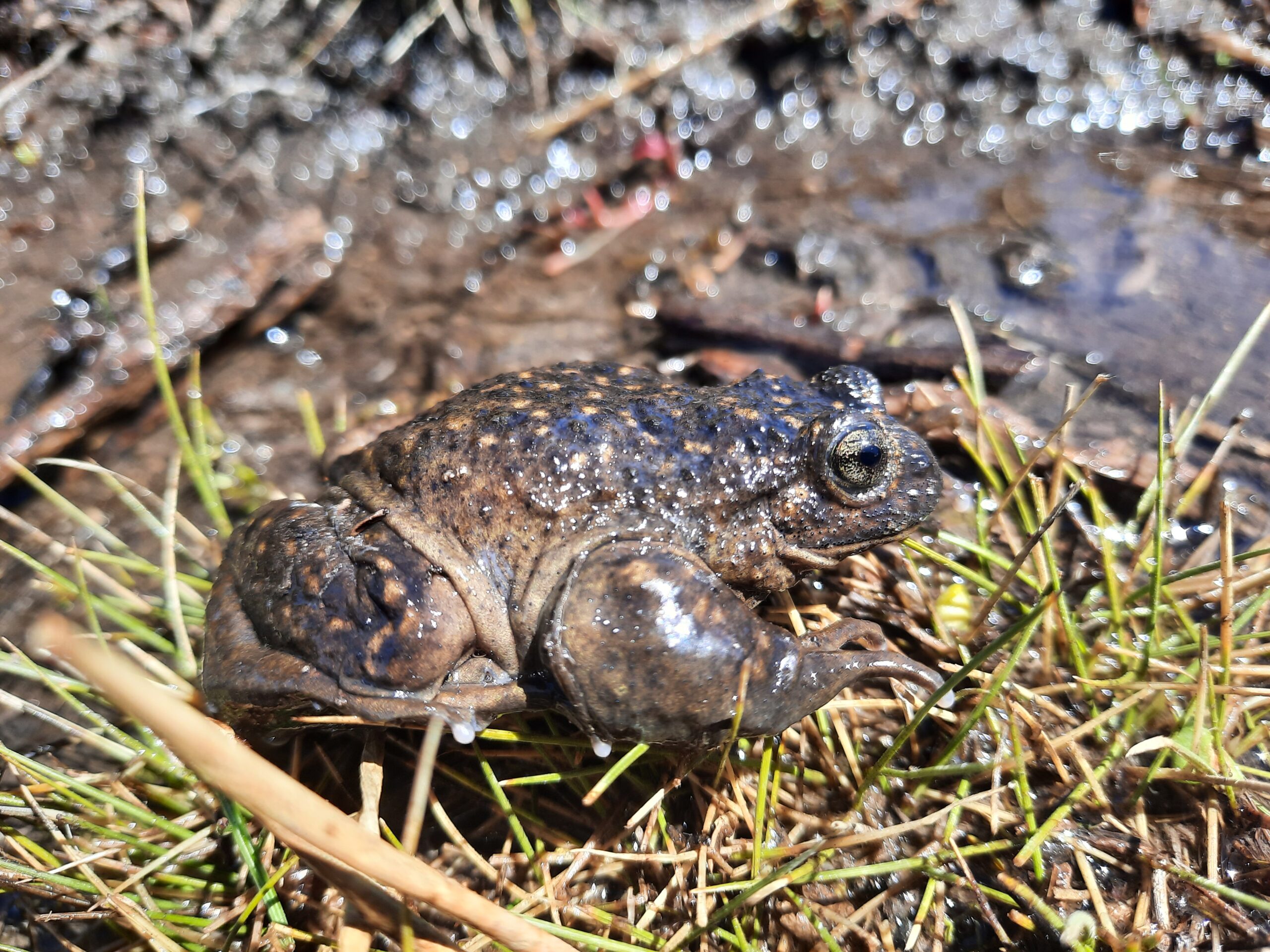 Compromiso con la Herpetofauna